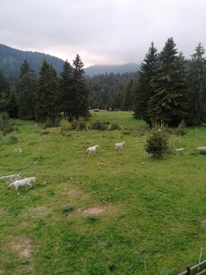 Forest Home 524 Smolyan Eksteriør billede